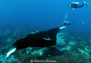 " The Glider" (Manta birostris) by Alberto Romeo 